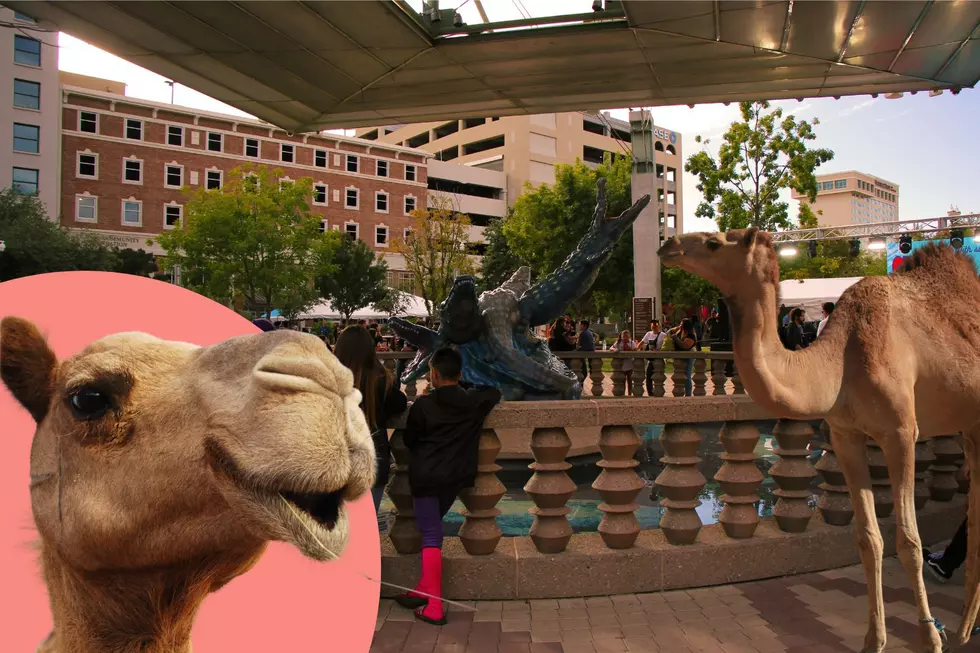 The Smelly Truth: Why Camels Failed In Texas Military Operations