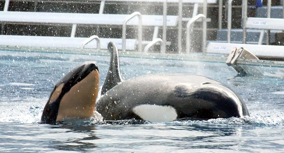 Seaworld Announces No More Captive Orcas