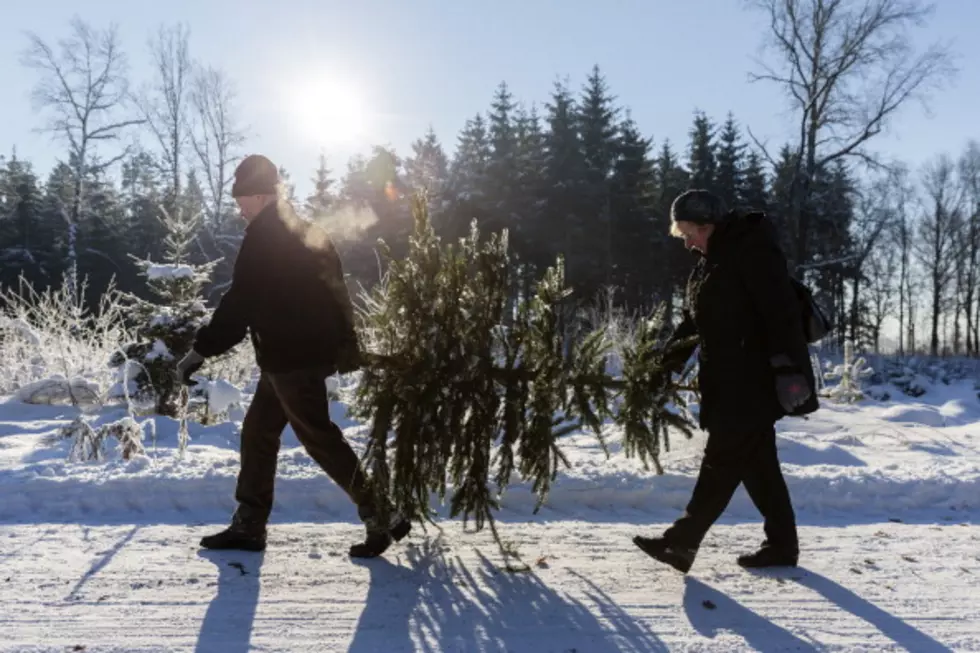 Here&#8217;s How You Can Cut Your Own Christmas Tree for Free!