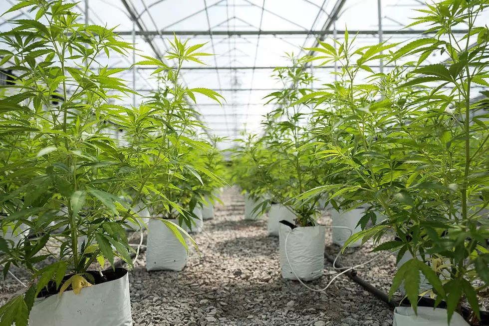 Oregon Pot Raises $75 Million in Taxes They Can’t Spend…Yet