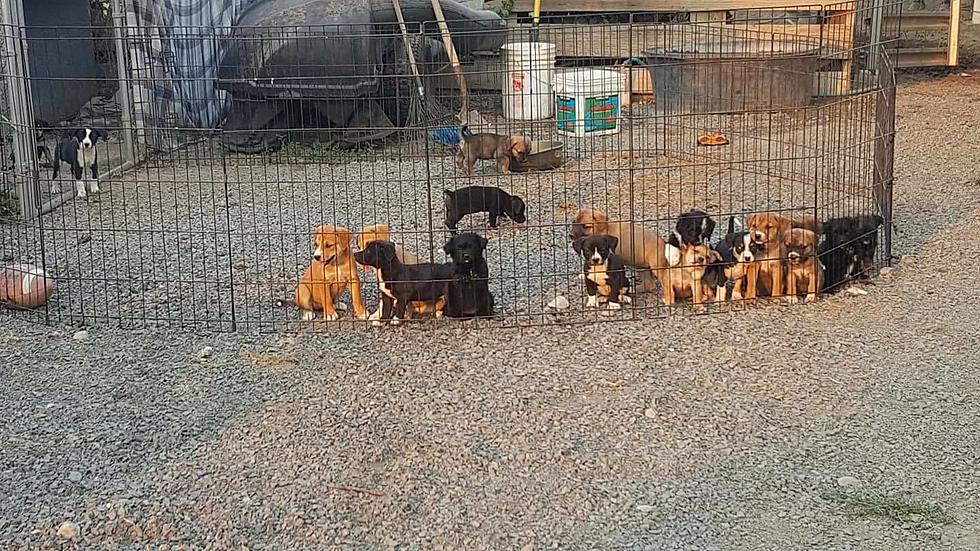 20 PUPPIES!!! West Richland Animal Shelter Needs Your Help