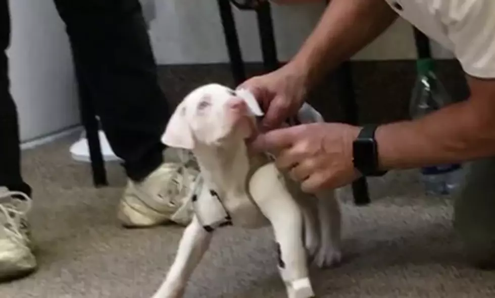 Three-Legged Puppy Gets Prosthetic Leg and Is the Best Thing You’ll See All Day