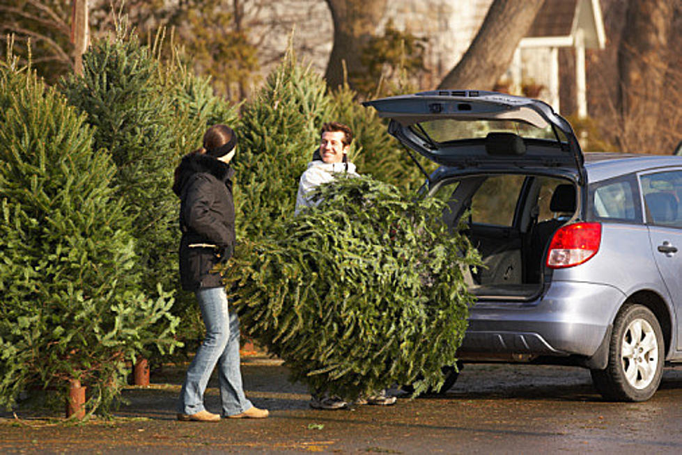 Easy Tips On How To Pick Out The Perfect Christmas Tree