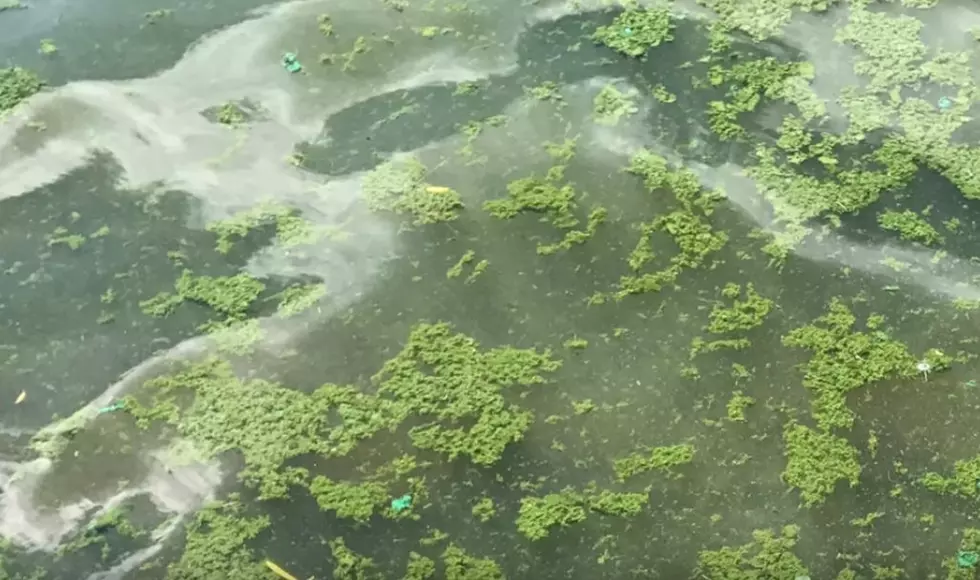 Toxic Algae Bloom Forces Closure Of Popular Lake