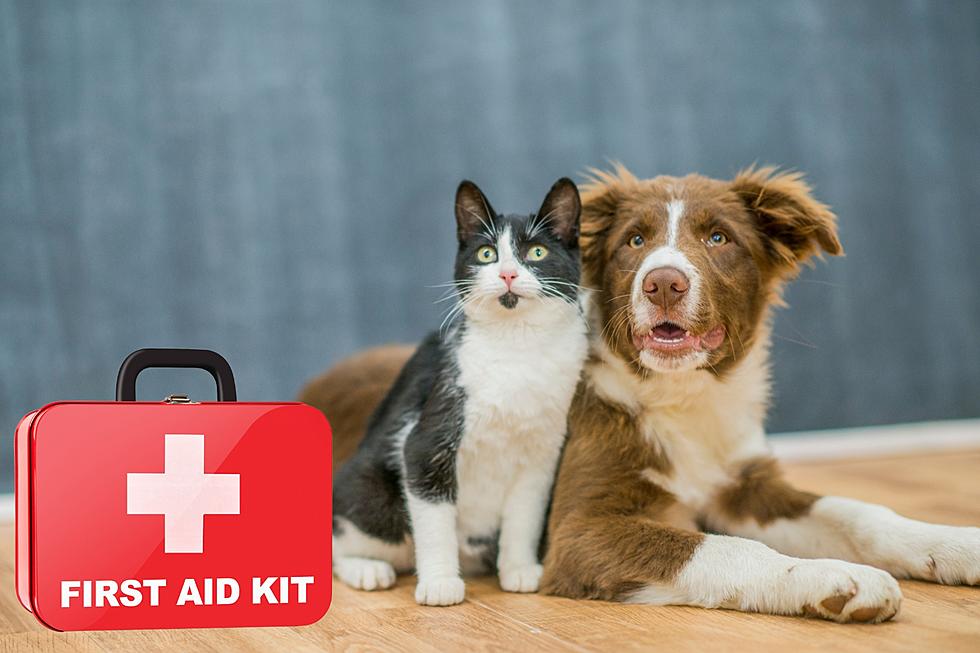 Pawsome Preparedness: Your Guide to Basic Pet First Aid