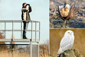 5 mistakes to avoid when birding in Washington this spring