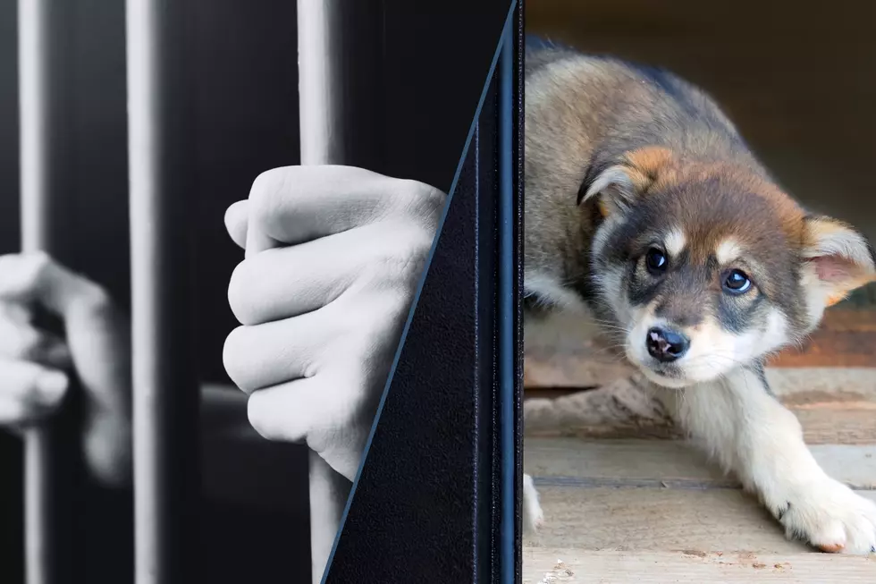 Animal Abuse Becoming A More Serious Felony In Washington State