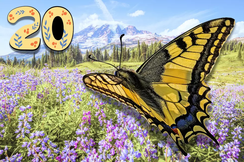 The 20 most common butterflies and moths of Washington State