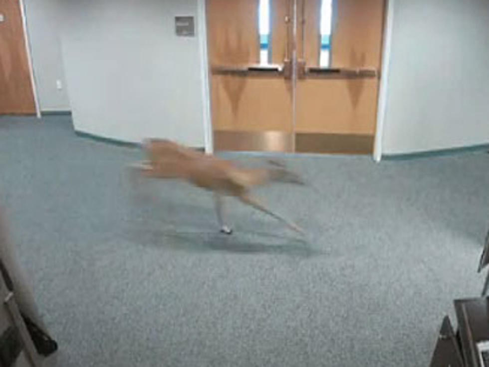 Security Camera Catches Wild Deer Breaking Into Church [VIDEO]