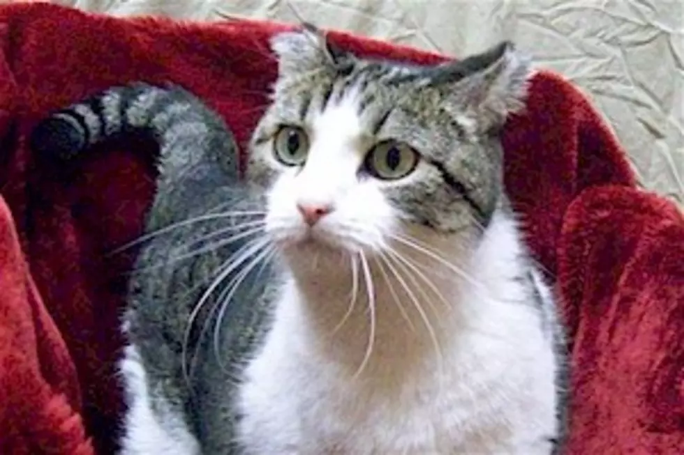 Pet Patrol: Opi the Cat Would Love to Join Your Family