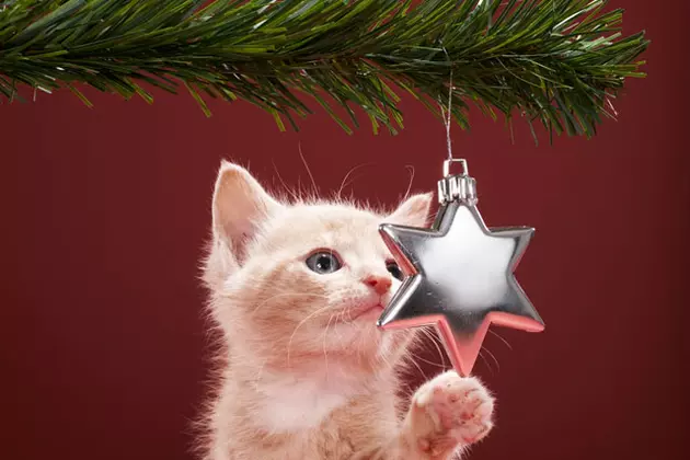 Should Pets Get Gifts On Christmas? [POLL]
