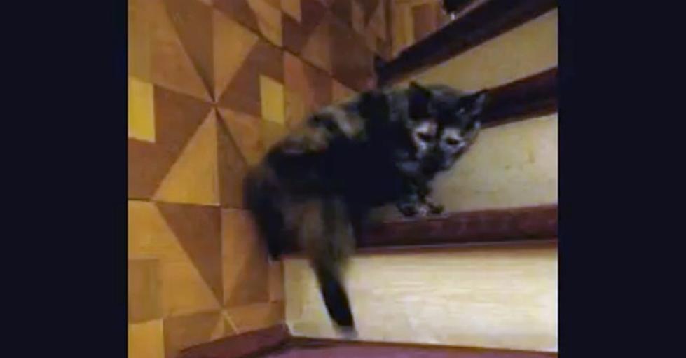 This Kitty’s a Little Dizzy [VIDEO]