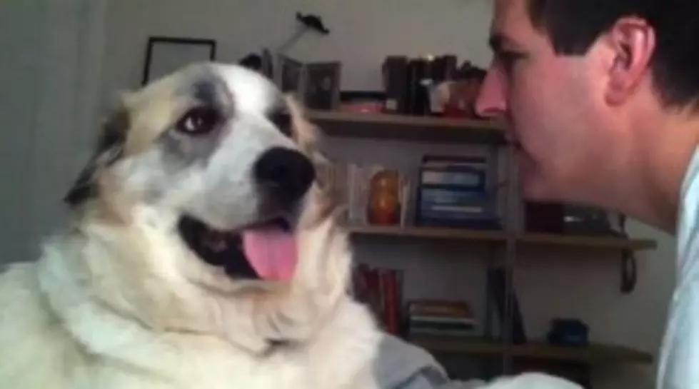 Dog Punches Man (Who Deserves It) [VIDEO]