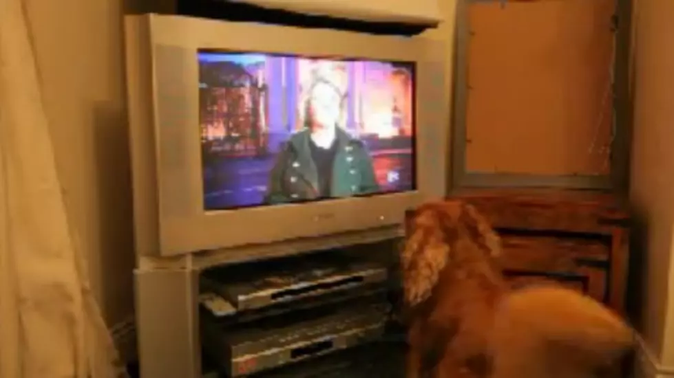 Dog Enjoys Watching the Movie Marmaduke [VIDEO]