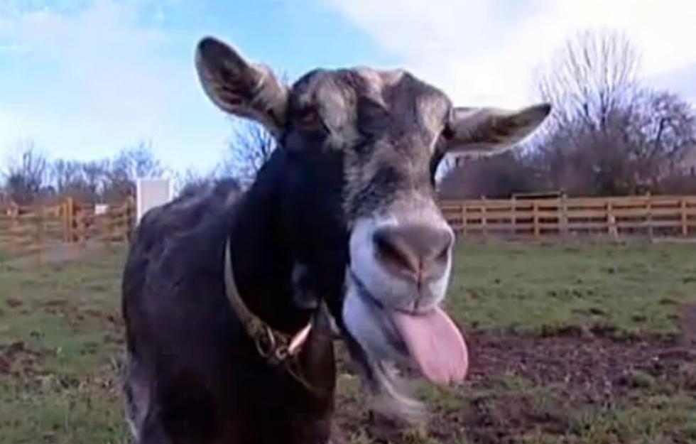 This Goat Blows Raspberries! [VIDEO]