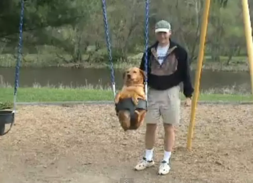 Dog Likes To Swing [VIDEO]