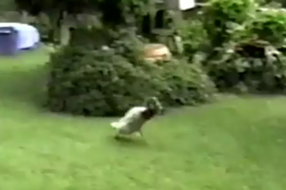 Quack, Woof!  Duck Fetches Like A Dog!  [VIDEO]