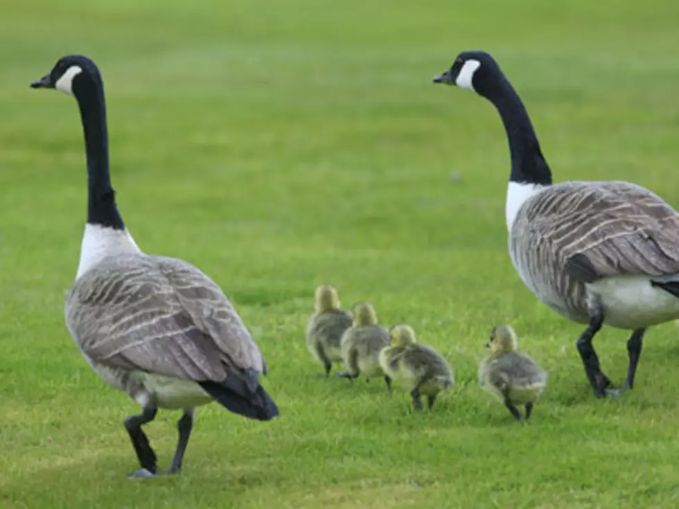 Canadian Goose Attacks Man Going to Work [VIDEOS]