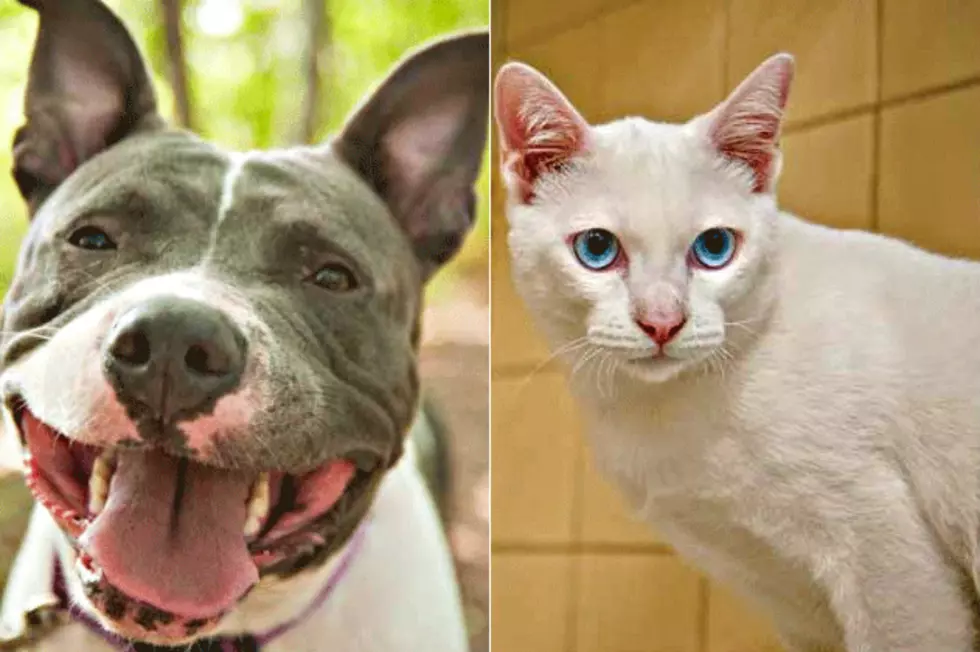Pet Patrol: Meet Sky and Sweetie