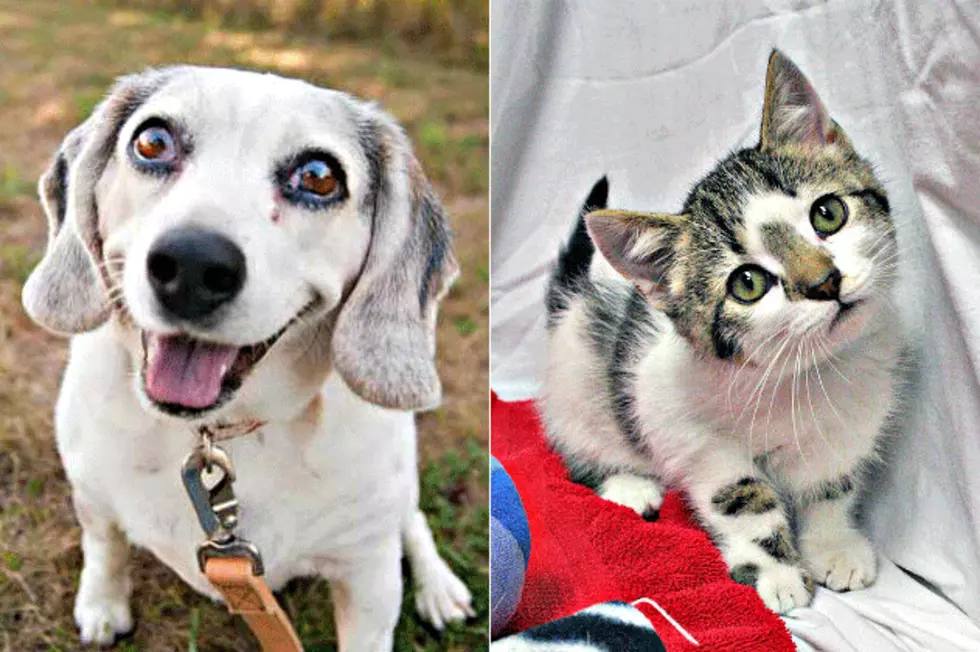 Pet Patrol: Meet Roxy and Grayson
