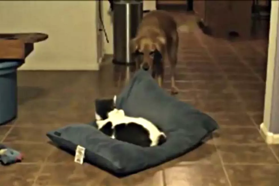 Dogs Who Are A Little Upset The Cat Took Their Bed [VIDEO]