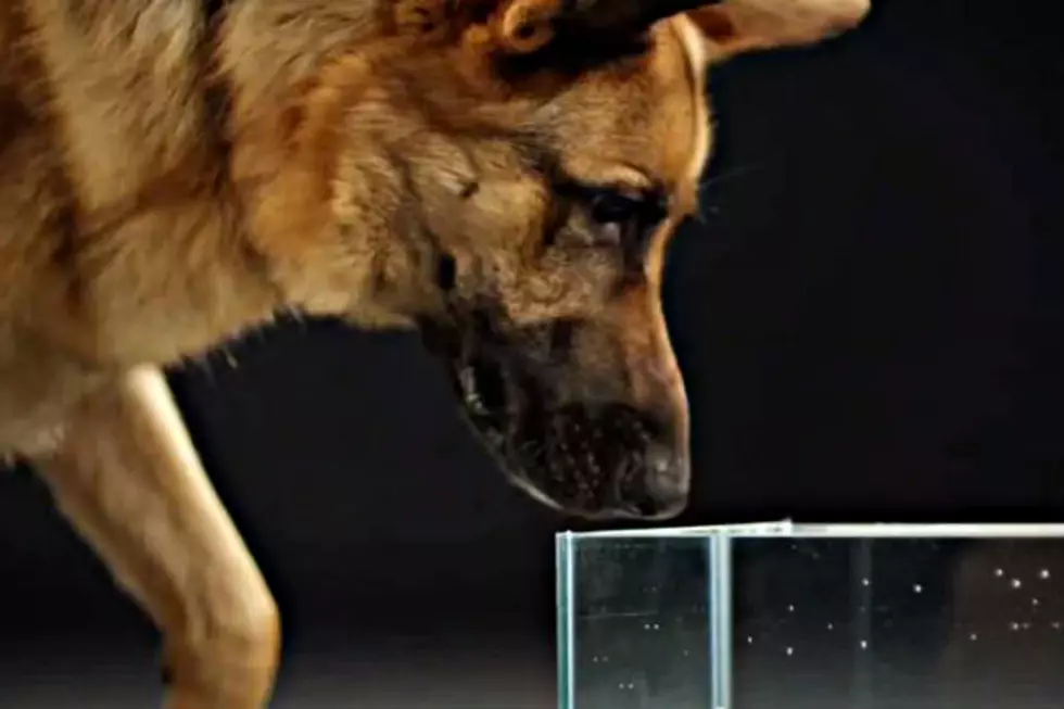 I Never Knew Dogs Drank Water Like This [VIDEO]