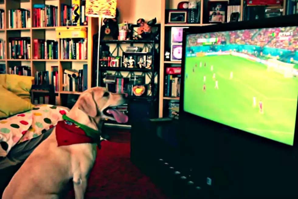 Dog Cheers After Portugal&#8217;s Soccer Win [VIDEO]