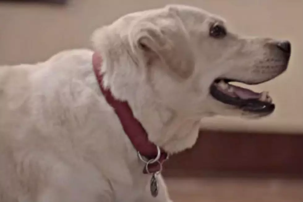 The New Budweiser Commercial With The Dog Totally Made Me Cry [VIDEO]