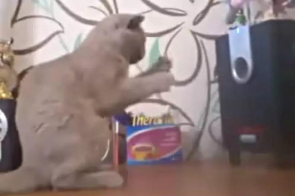 Confused Cat Attempts To Catch The Bass Coming From A Stereo Speaker [VIDEO]