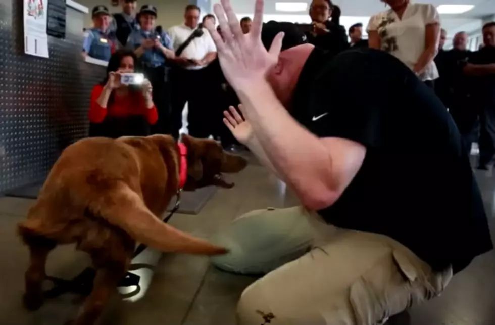 Veteran Reunited With Bomb Sniffing Dog [VIDEO]