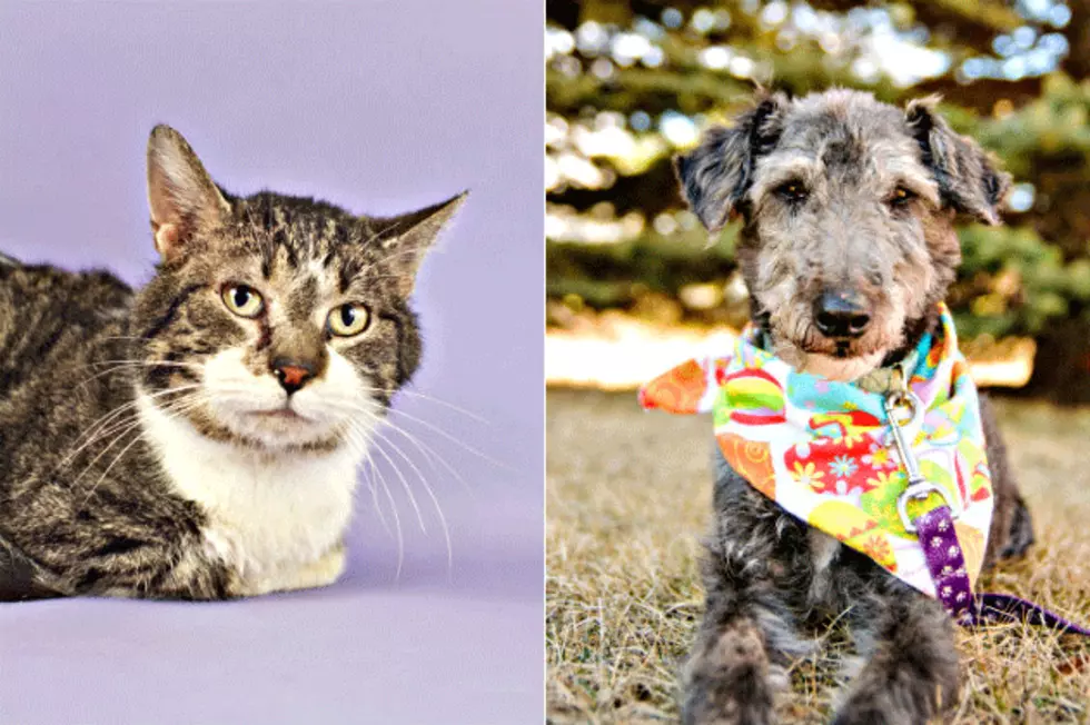 Pet Patrol: Meet Moses and Lucky