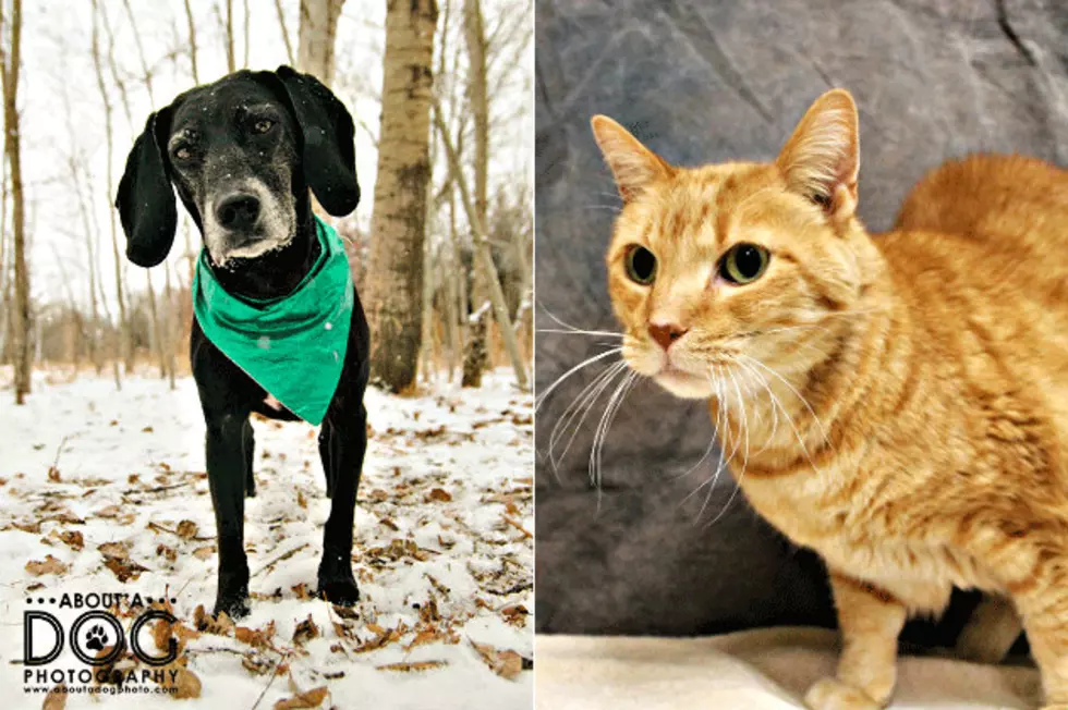 Pet Patrol: Meet Cinder and Buddy