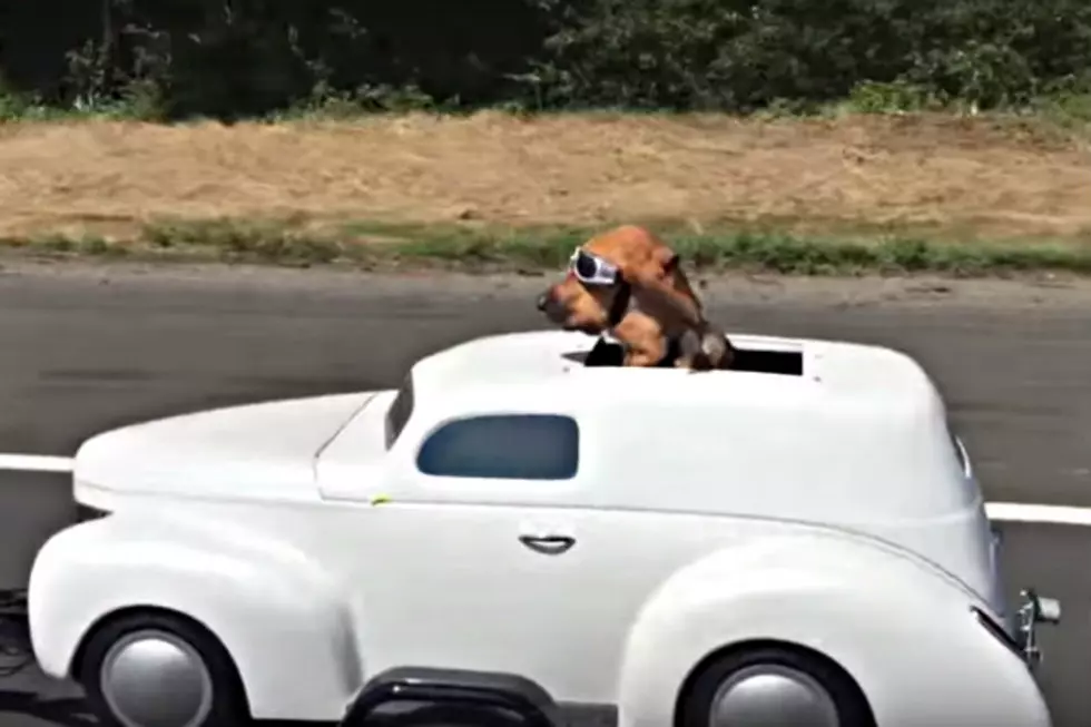 This Lucky Dog Has His Own Sweet Mode of Transportation [VIDEO]