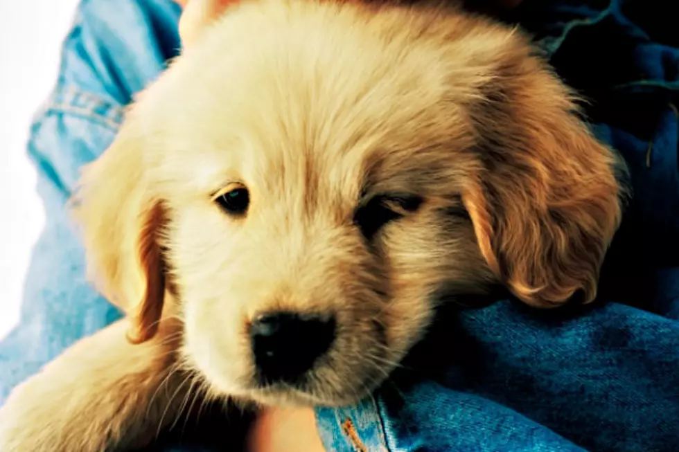 Sweet Little Puppy Watches Intently as Owner Plays Guitar [VIDEO]