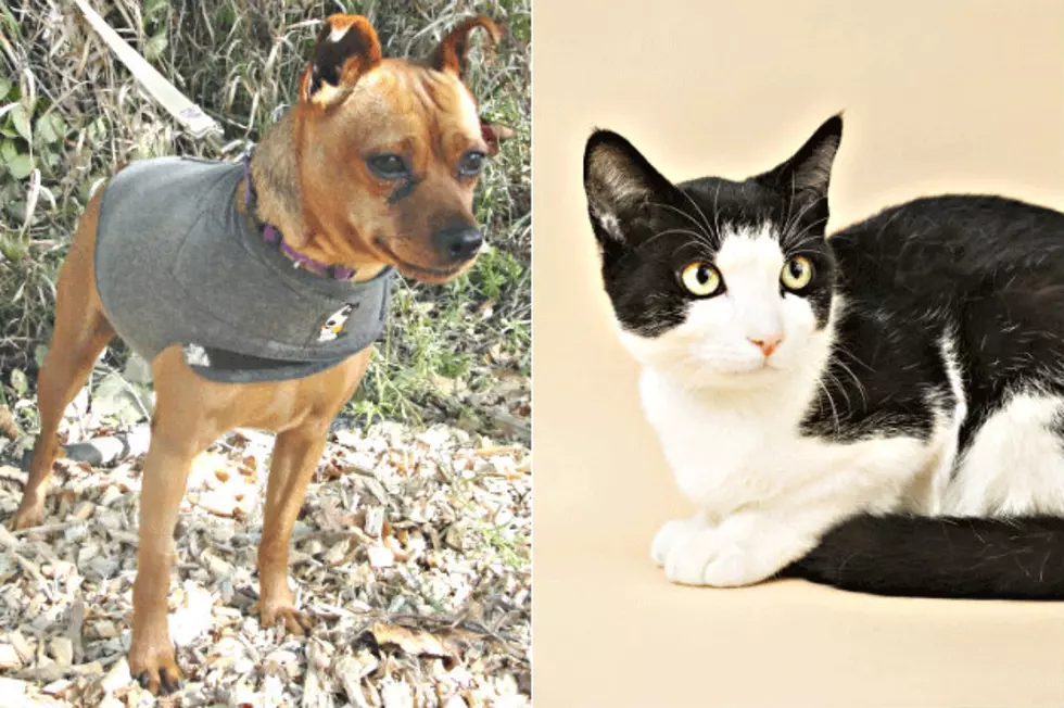 Pet Patrol: Meet Colbe Jack and Mouse
