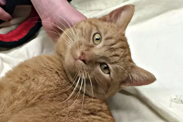 Sweet Clifford at the Tri-County Humane Society Looking for a New Pal to Play With [VIDEO]