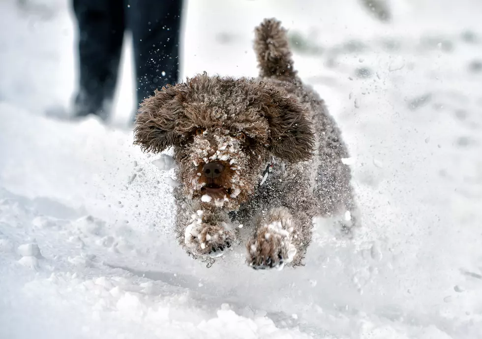 How Cold is Too Cold for Your Dog to Be Outside in Minnesota?