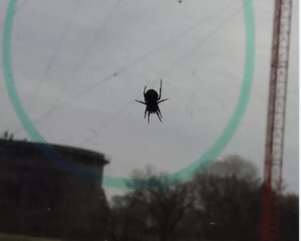 I Wish It Was Still Winter–My Window Has Been Taken Over By Spiders [WATCH]