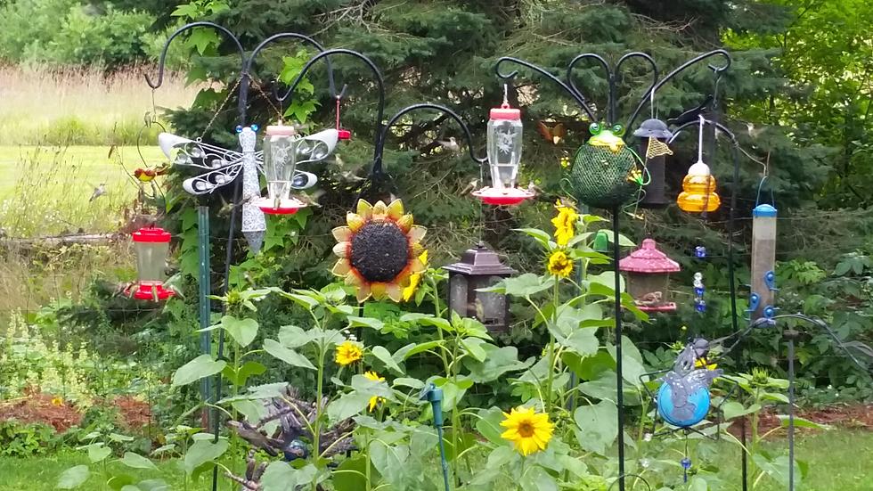 A Flock of Hummingbirds…Charming! [Watch]