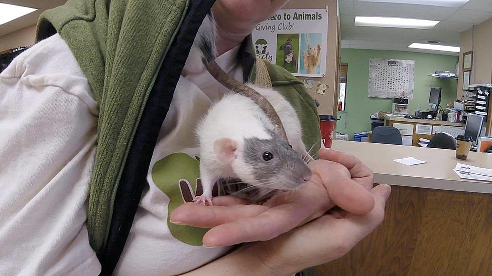 Rats Make Great First Pets! [TCHS Pet of the Week Video]