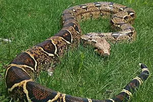 Rocky The Boa Has Been Reunited With His Family