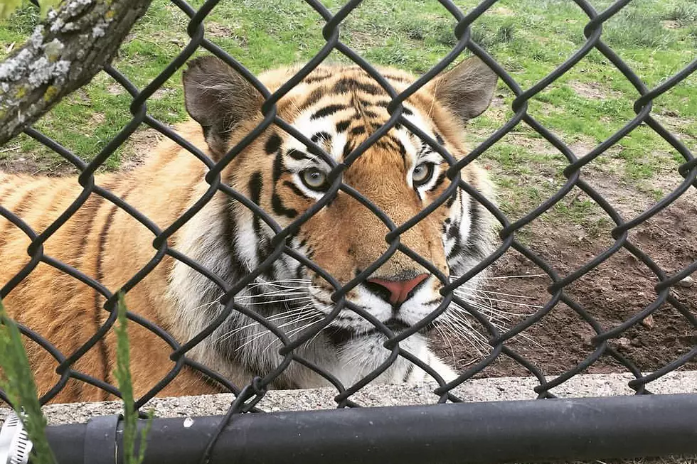 Pine Grove Zoo in Little Falls Seeking Volunteers for 2021
