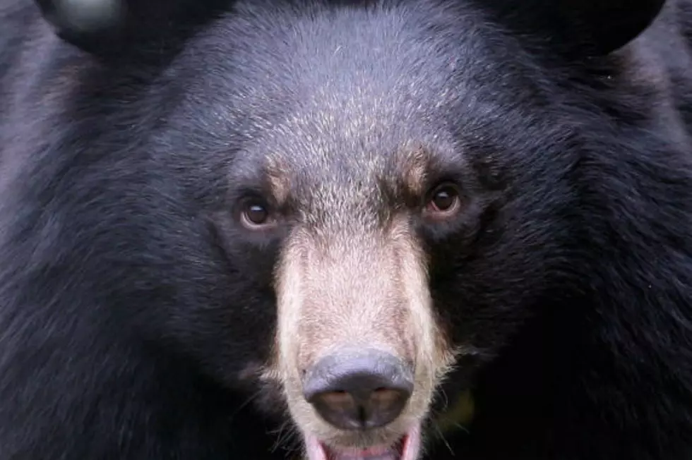 Brainerd Man Pleads Guilty to Killing Black Bear on Indian Land