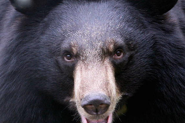 Man Faces Charges for Killing Bear on Red Lake Reservation