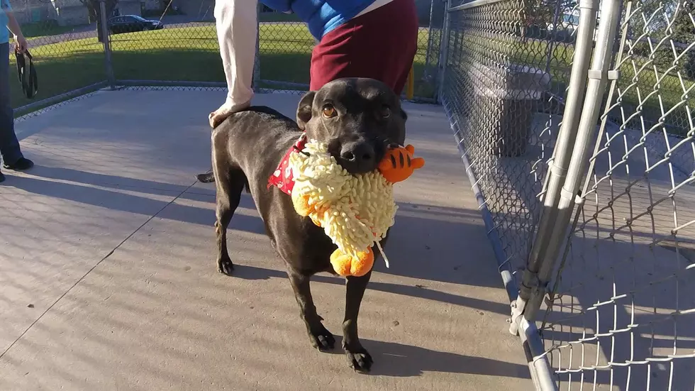 October Is ‘Adopt a Shelter Dog’ Month [Watch]