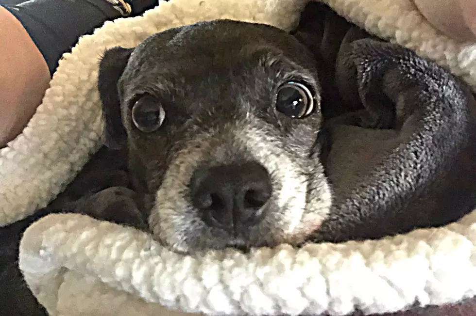 November Is “Adopt A Senior Pet Month”: Meet My Gloria