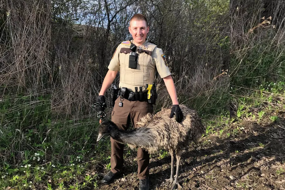 Mille Lacs County Sheriff’s Deputy Wrangles Emu in Foreston