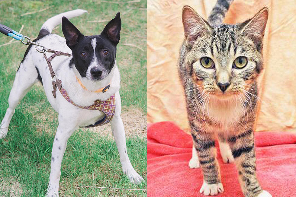Tri-County Humane Society Pet Patrol: Nico & Max