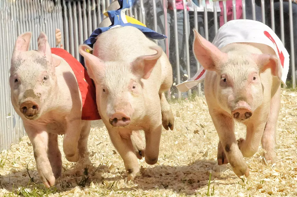 Pig Races Return to Leader, MN on Memorial Day Weekend