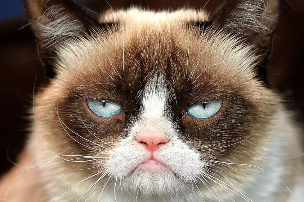 The End Of Grumpy Cat- Internet Sensation